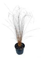 Растение Осока / Carex buchananii Red Rooster