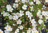 Растение Лапчатка Potentilla fruticosa Abbotswood С5