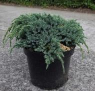 Рослина Ялівець лускатий Blue Spider С3