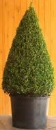 Растение Самшит Buxus sempervirens конус H100