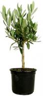 Растение Olea europaea С18 Ра