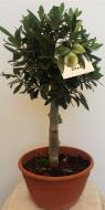 Рослина Оливка Olea Bonsai С70