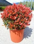 Растение Фотония fraseri Red Robin С30 Ра