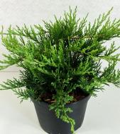 Рослина Ялівець козацький Juniperus sabina Rockery Gem С30