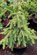 Ель обыкновенная Picea abies Formanek С20 Ра