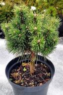 Рослина Сосна гірська Pinus mugo Litomysl С5