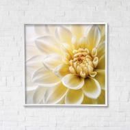 Постер Сияние лепестков с белой рамкой 50x50 см Brushme FNK5000128_RN53-3