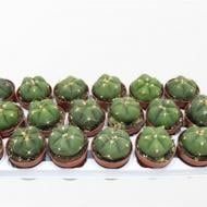 Растение Кактус 8х10 Gymnocalycium horstii v. Buenekeri