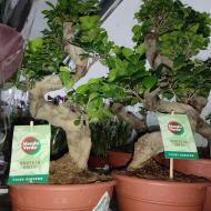 Растение Фикус микрокарпа 26х60-65 Ginseng бонсай