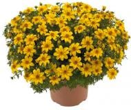 Растение Биденс d9