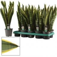 Растение Сансевиерия 12х45-50 Laurentii