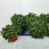 Растение Каллизия 12х15 Repens Rosato