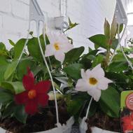 Рослина Гіпеаструм 14х30 рожевий Novella