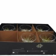 Рослина Тілландсія 10х10 у скляній круглій вазі