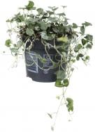 Растение Дихондра 10х15 Silver Falls