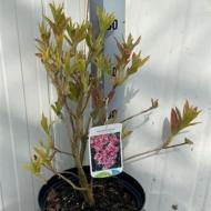 Растение Рододендрон 21*30 catawbiense Roseum Elegans розовый (уличный)
