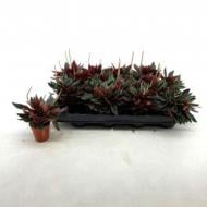 Растение Пеперомия 5х10 Caperata Rosso Растение Пеперомия 5х10 Caperata Rosso