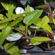 Растение Филодендрон 12х30 Painted Lady Растение Филодендрон 12х30 Painted Lady