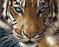 Картина за номерами Преміум Погляд тигра PBS8767 40x50 см Brushme  - фото 7086052