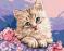 Картина за номерами Преміум Синьооке кошеня PBS29696 40x50 см Brushme  - фото 6852230