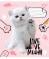 Зошит шкільний Live love meow А5/12 в косу лінію YES - фото 3716745