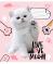 Зошит шкільний Live love meow А5/12 в косу лінію без д/л YES - фото 3716753