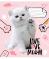 Зошит шкільний Live love meow А5/12 в лінію YES - фото 3716767