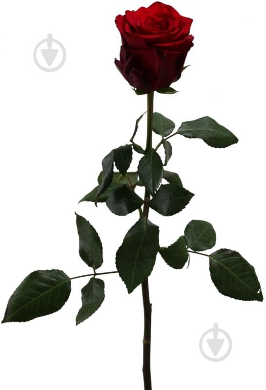 Роза Explorer одноголовая классическая 70 см красный - фото 1 Роза Explorer одноголовая классическая 70 см красный - фото 1