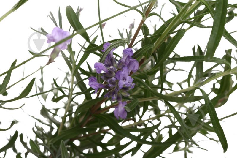 Рослина Лаванда С2 - фото 2