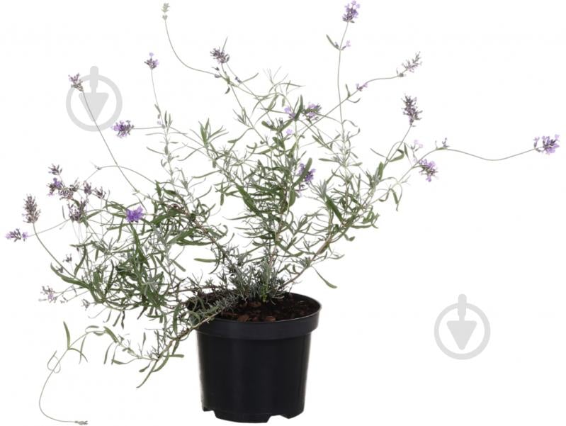 Рослина Лаванда С2 - фото 1