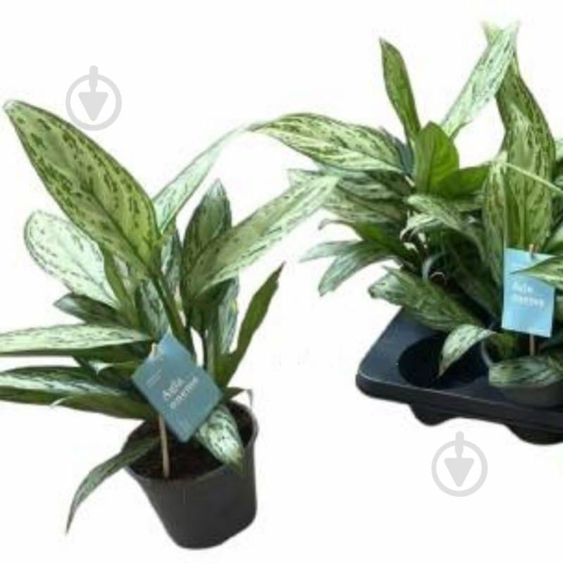 Растение Аглаонема 14х40 белая Silver Queen - фото 1