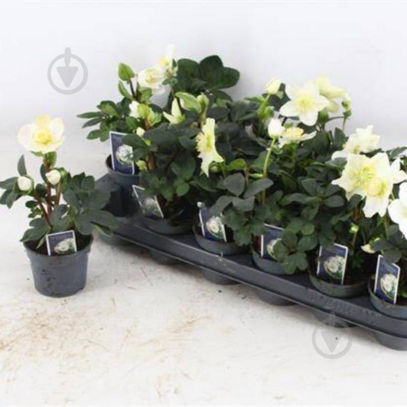 Растение Морозник 09х20 белый - фото 1