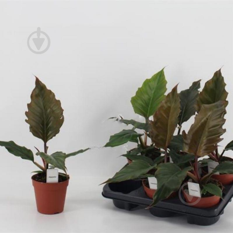 Растение Филодендрон 12х25 Choco Empress - фото 1