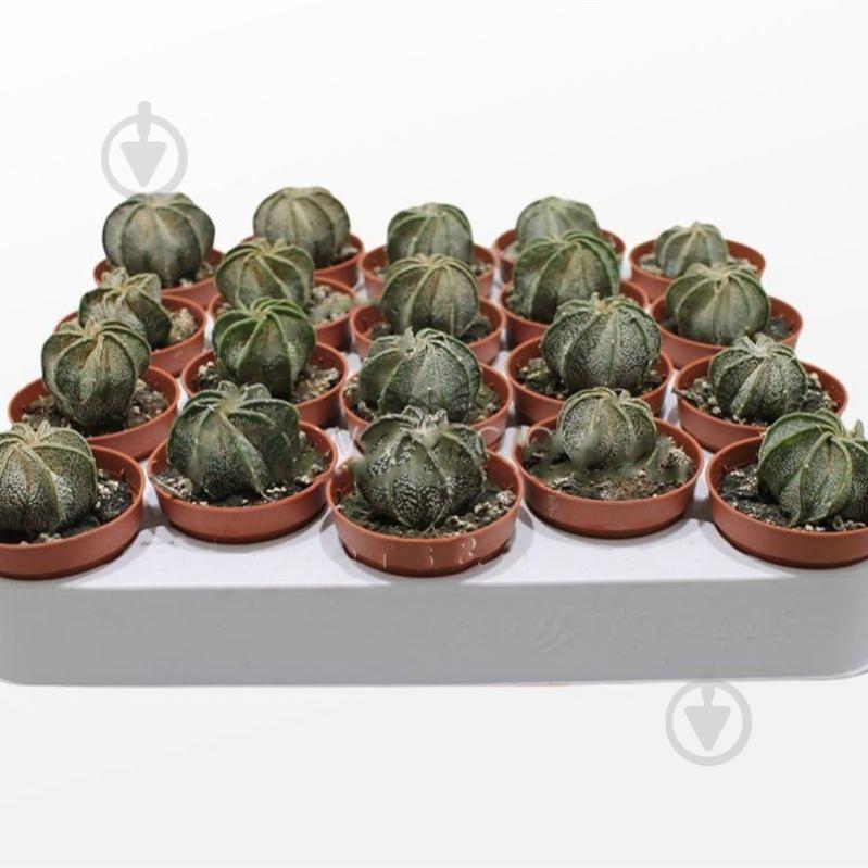 Растение Кактус 05х08 Astrophytum Capricorne - фото 1
