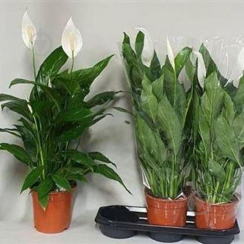 Растение Спатифиллум 19х85 - фото 1