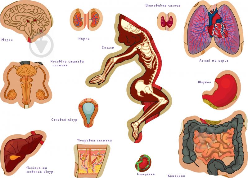 Гра настільна Умняшка Тіло людини (українська мова) КП-004р - фото 2