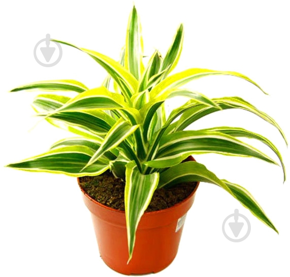 Растение комнатное Драцена 12х20 Compacta Lemon - фото 1