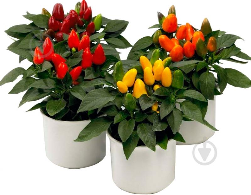 Растение Капсикум 10*20 микс - фото 1 Растение Капсикум 10*20 микс - фото 1