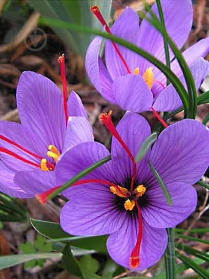 Клубнелуковица шафрана Сативус 4 шт. - фото 1