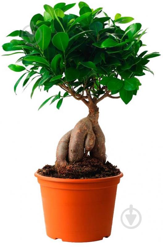 ᐉ Растение Фикус микрокарпа Ginseng 13х40 см • Купить в Киеве, Украине ...