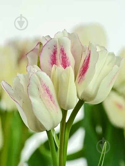 Луковица тюльпана простого позднего Кенди Клаб 3 шт. - фото 1 Луковица тюльпана простого позднего Кенди Клаб 3 шт. - фото 1