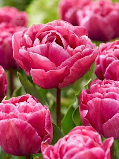 Луковица тюльпана махрового позднего Рози Даймонд 3 шт. - фото 1