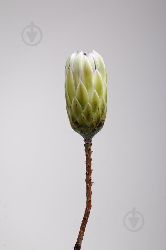 Протея White Night белая (Нидерланды) - фото 2