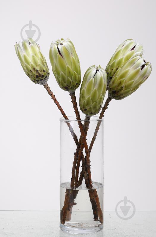 Протея White Night белая (Нидерланды) - фото 1