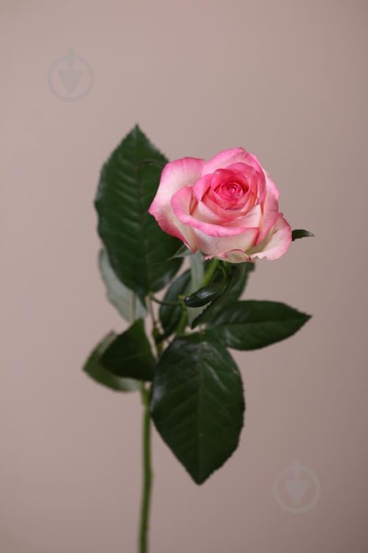 Троянда Джумілія одноголова класична 60 см рожева (Україна) - фото 1