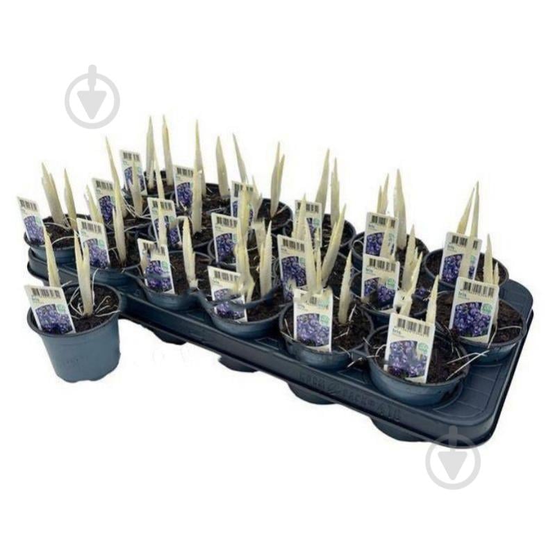 Растение Ирис 09х15 голубой - фото 1