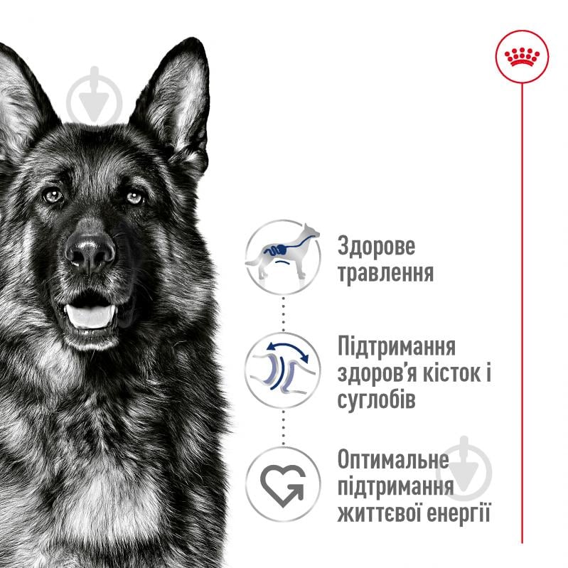 Корм сухой для взрослых собак для крупных пород Royal Canin MAXI ADULT 4 кг (домашняя птица, рис, кукуруза) 4 кг - фото 6