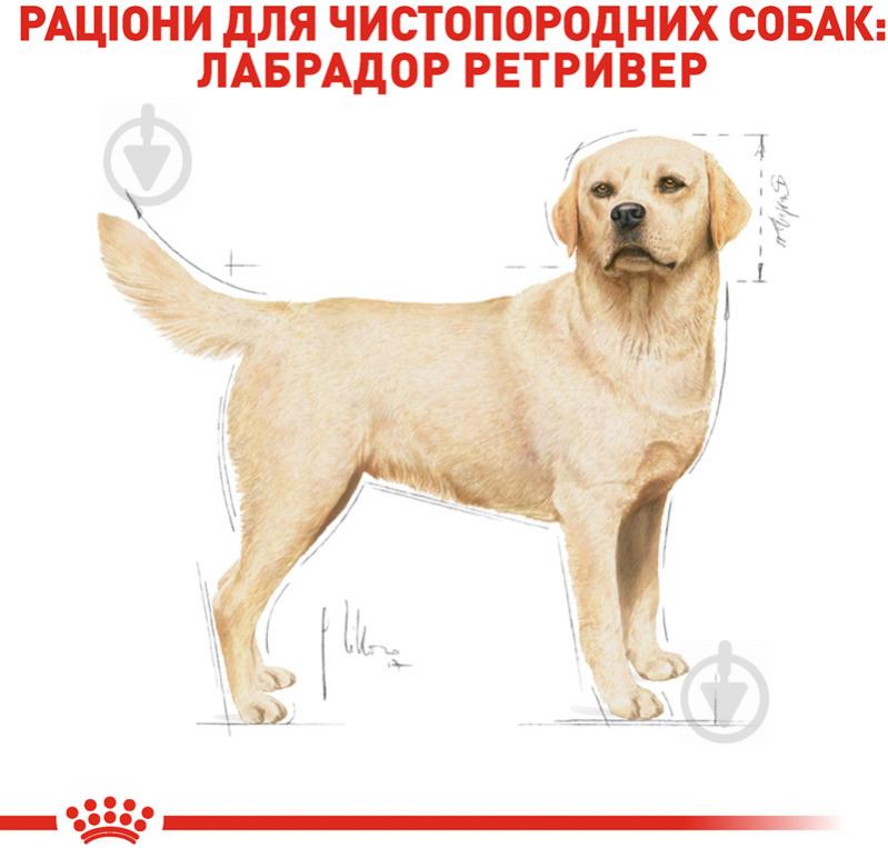 Корм сухой для взрослых собак для крупных пород Royal Canin LABRADOR RETRIEVER ADULT 12 кг (домашняя птица, рис, кукуруза) 12 кг - фото 3