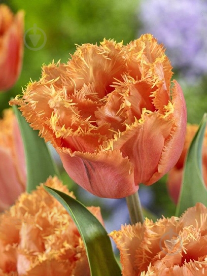 Луковица VWS EXPORT – IMPORT OF FLOWERBULBS B.V. тюльпана бахромчатого махрового Оранж Пешн 3 шт. - фото 1