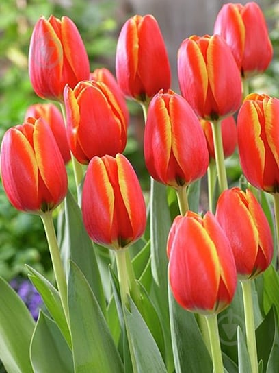 Луковица VWS EXPORT – IMPORT OF FLOWERBULBS B.V. тюльпана Дарвина Уорлд Фейворит 3 шт. - фото 1